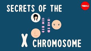 Secrets of the X chromosome  Robin Ball [upl. by Ardnua910]