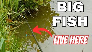 MARGIN MADNESS CARP FISHING on the POLE  FISHING HOLIDAY GIVEAWAY [upl. by Grimbly]