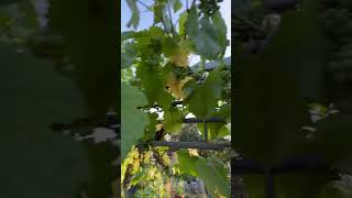 The Pinot noir and Pinot Gris are beginning to turn [upl. by Servetnick486]