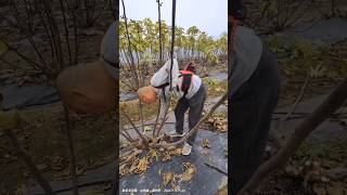 Pruning Fig Trees After Harvest farming agriculture [upl. by Oinafipe511]