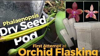 Flasking  Sowing Phalaenopsis Orchid Seeds [upl. by Ahsiuqal126]