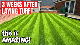 Newly Turfed Lawn  3 Week Update  Its INCREDIBLE [upl. by Mcclain613]