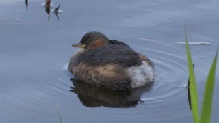 Dabchick at Welsh Wildlife Centre [upl. by Sandler]