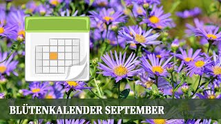 Blütenkalender September  Gräser Wasserdost Fetthenne Aster Calluna [upl. by Service215]