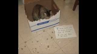 Cat shaming 3  Compilation [upl. by Nwahsram]