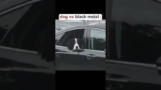 Black Metal vs Dog blackmetal metalmemes metalmeme metal blackmetalmusic blackeneddeathmetal [upl. by Behah]