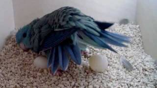 Lineolated Parakeet hen seen laying an egg [upl. by Lambart]