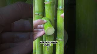 Amazing sugarcane husking🍀 shorts song food ‎mirumirutv6666 ‎AwitTv ‎‎fruitdecoration4295 [upl. by Havens]