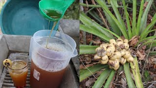 pulque de huapilla🥃el puro sabor de mi HUASTECA [upl. by Ettenaj]