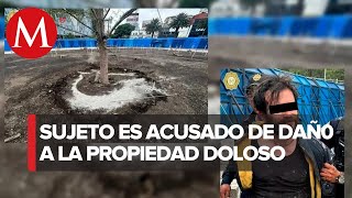 Detienen a hombre por intentar dañar el nuevo árbol de ahuehuete en Reforma [upl. by Tracie]