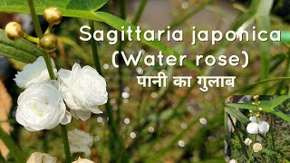 sagittaria japonica japanese arrowhead water rose white water rose plant caring tips [upl. by Jabin]