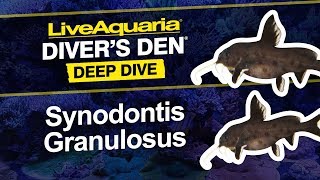 LiveAquaria® Diver’s Den® Deep Dive Synodontis Granulosus [upl. by Arnon]