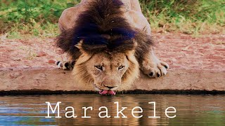 Marakele Lion  Legend of Dinokeng [upl. by Acinehs532]