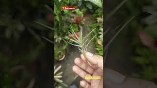 Tillandsia Cocoensis small [upl. by Pacificia]