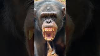 chimps shortsviral [upl. by Kellby306]