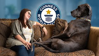 Great Dane is the Worlds Tallest Dog  Guinness World Records [upl. by Anairuy427]