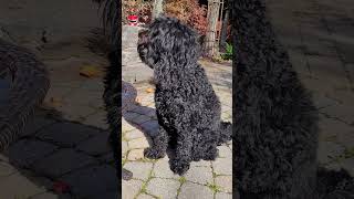 Barbet good family dog [upl. by Bezanson]