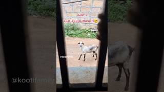 Vella ponnuku kaal la adi patturuchi😟😒 kootifamily goats funnygoats petlove tamil [upl. by Trefler]