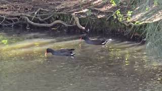 The Purple Gallinule bird Australia [upl. by Four]