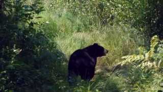 Bears The Black Bear  The Bear With Us Centre for Bears [upl. by Namra]