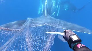 Rescuing a huge whale from the net A baby whale asked divers for help [upl. by Aytida4]