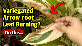 Variegated Arrowroot plant care  Stop Browning leaves  burning dying arrow root solution [upl. by Atilem59]