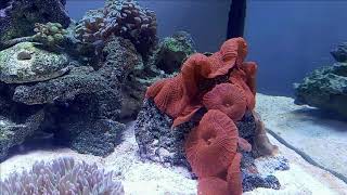 Red Mushroom coral fact and care sheet [upl. by Shell150]