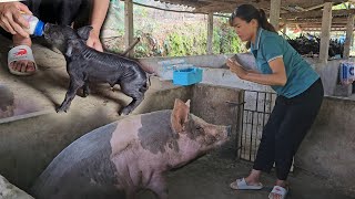 The sow does not accept her babies Piglets are fed with milk bottles  Ep 284 [upl. by Remoh441]