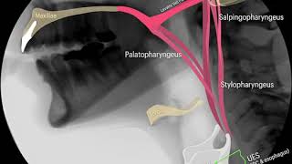 laryngeal traction and UES opening [upl. by Engracia]