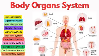 Organ Systems  Roles amp Functions  Human Body  Overview of Body Systems [upl. by Narhem198]