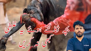 Dystocia in buffalo  difficult child birth in cow  Dr Furqan Basheer [upl. by Agbogla445]