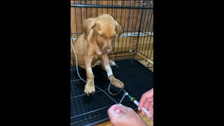 treat puppy infected parvo virus​ [upl. by Mixie]