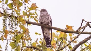 Common cuckoo  Cuculus canorus [upl. by Ahsehyt]