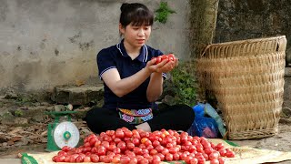 Harvesting Oleaster Fruits that make you salivate goes to the Market sell  Animal care  Ly Thi Ly [upl. by Rafaj]