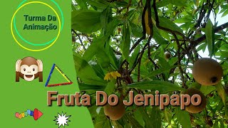 Fruta Do Jenipapo [upl. by Asila728]