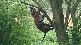 Hungry Tiger Leaps Into Tree For Dinner [upl. by Storer]