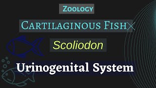 Scoliodon  Urinogenital System  Zoology [upl. by O'Neil501]