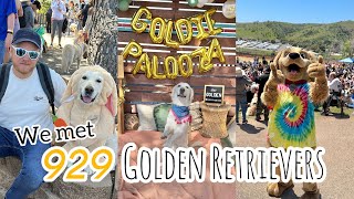 929 Golden Retrievers Meet at Goldie Palooza 2023 [upl. by Yud]