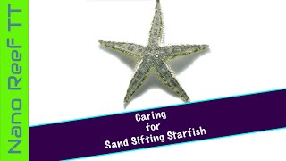 How to Caring for the Sand Sifting Starfish [upl. by Velasco901]