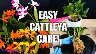 How to Care for Cattleya Orchids  Watering Repotting Reblooming amp more Orchid Care for Beginners [upl. by Auqinom]