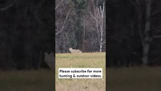 We saw this big coyote while deer hunting [upl. by Vierno610]