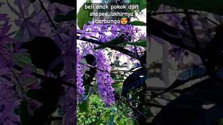 Sandpaper vine Petrea Volubilis gardening slowliving [upl. by Lomaj92]