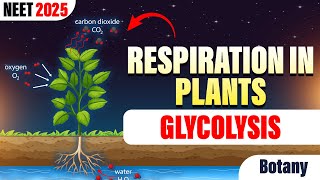 Respiration in Plants Glycolysis  Class 11  NEET Botany  NEET 2025  srichaitanyagosala [upl. by Goat2]