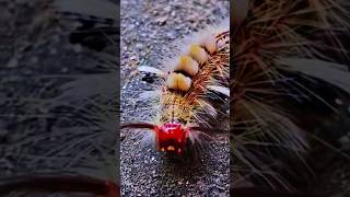 WhiteMarked Tussock Moth Caterpillar trending [upl. by Sekyere]