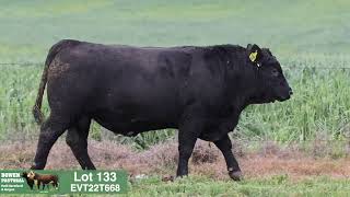 Lot 133 EVT22T668 Peakes Bowen 2024 [upl. by Ahsineb65]