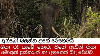 He came and went like a thief in the night අග්බෝ බලන්න උනේ මෙහෙමයි Elephant soul agbo [upl. by Gwendolyn]