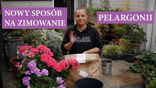 Zimujemy pelargonie w PAPIEROWEJ TORBIE  Jak przechować pelargonie przez zimę  MrsGarden [upl. by Endora391]