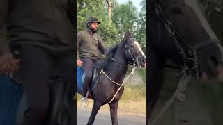 Horse Riding 🏇 jaysakariya horseriding horses marwarihorse ridingtime equestrian horse fun [upl. by Ycniuqal]