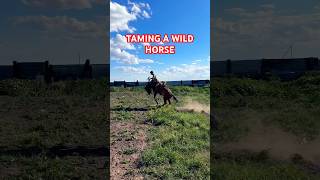 Taming a wild horse 🐎 🇰🇿 horse horselover horseriding kazakhs travel adventure [upl. by Esbensen]