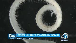 First true millipede discovered in Australia with 1306 legs [upl. by Airdnekal568]